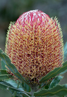 Firewood Banksia (red form)