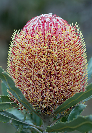 Firewood Banksia (red form)
