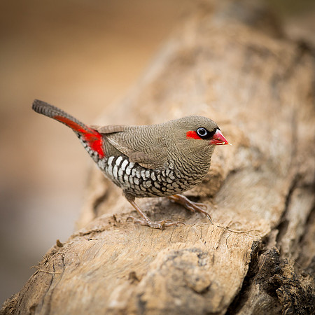 Gathering Food