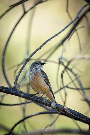 Rufous Whistler
