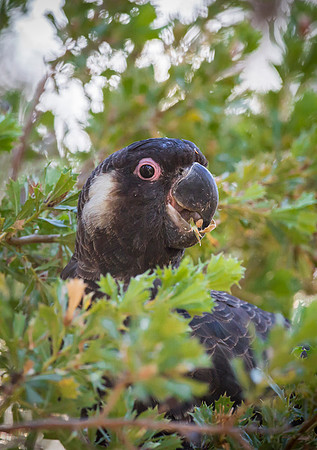 Carnaby's Black Cockatoo, male. (Calyptorhynchus latirostris)