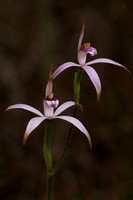 Pink Candy Orchid