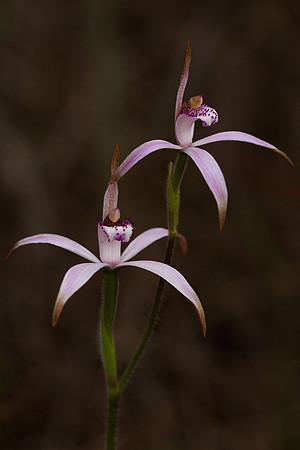 Pink Candy Orchid