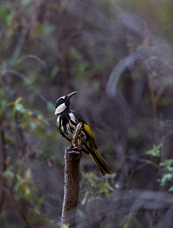 White-cheeked Honeyeater