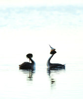 Great Crested Grebe Podiceps cristatus