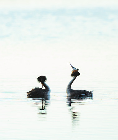 Great Crested Grebe Podiceps cristatus