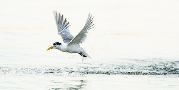 Crested Tern