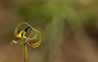 Smooth-lipped Spider Orchid