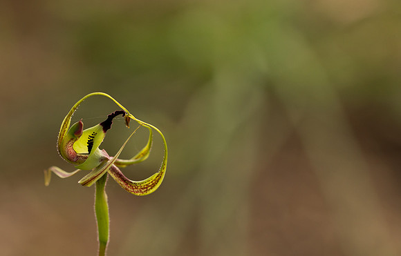 Smooth-lipped Spider Orchid