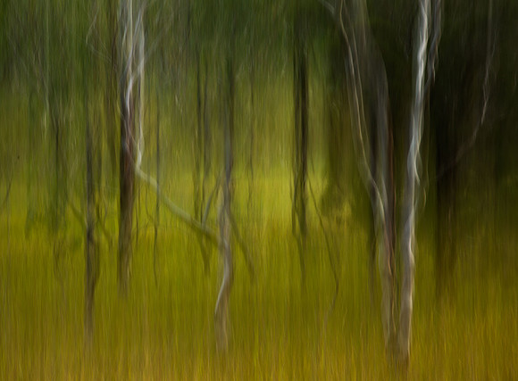 Morning Light