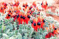 Sturt Pea