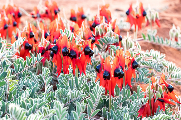 Sturt Pea