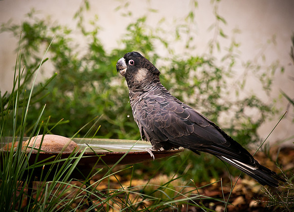 Carnaby Black Cockatoo (Male) Calyptorhynchus latirostris