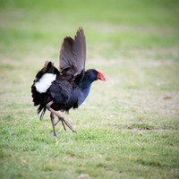 Purple Swamphen Porphyrio porphyrio bellus