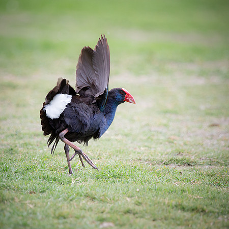 Purple Swamphen Porphyrio porphyrio bellus
