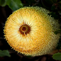 Banksia media (Prostrate form)