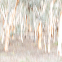 Wandoo Woodland I