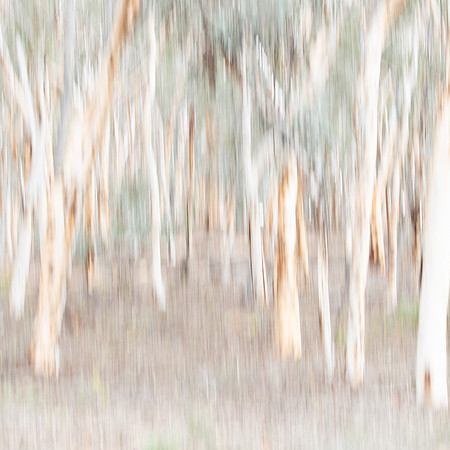 Wandoo Woodland I