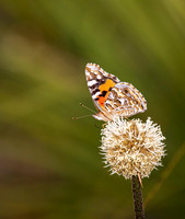 Australian Painted Lady Butterfly