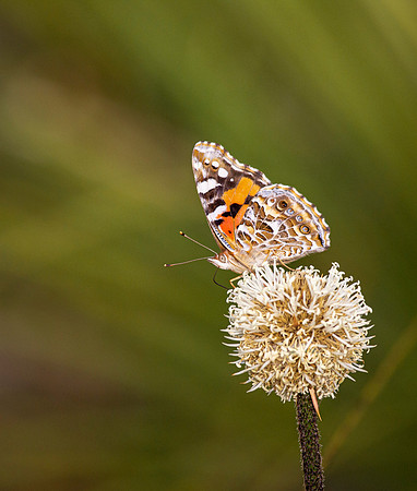Australian Painted Lady Butterfly