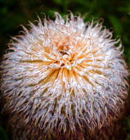 Banksia bauri