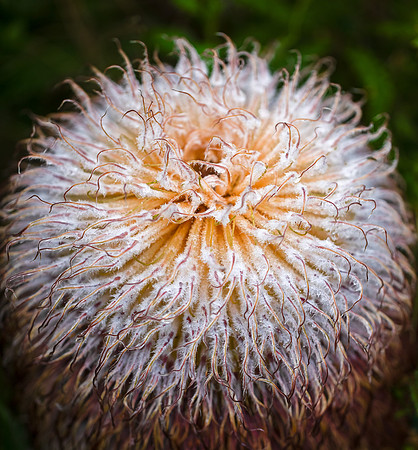 Banksia bauri