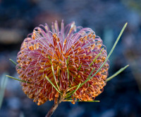 Fox Banksia