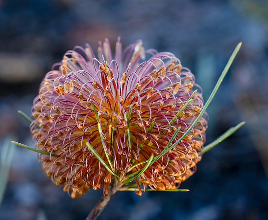 Fox Banksia