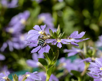 Blue-Banded Bee