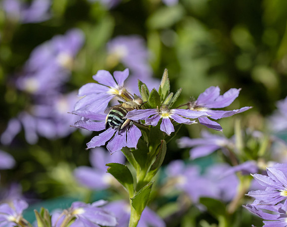 Blue-Banded Bee