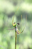 Fringed Mantis Orchid