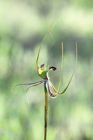 Fringed Mantis Orchid