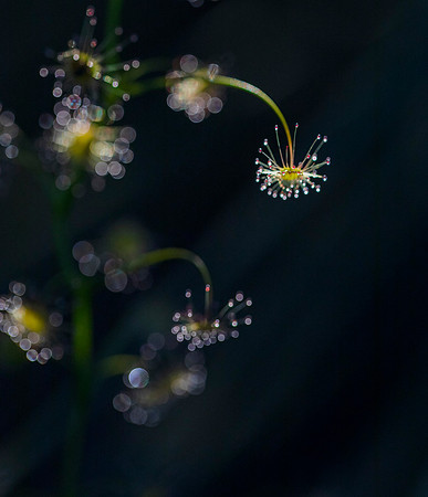 Sundew I