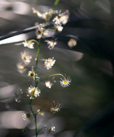 Sundew II