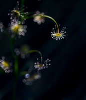 Sundew Light Fantastic