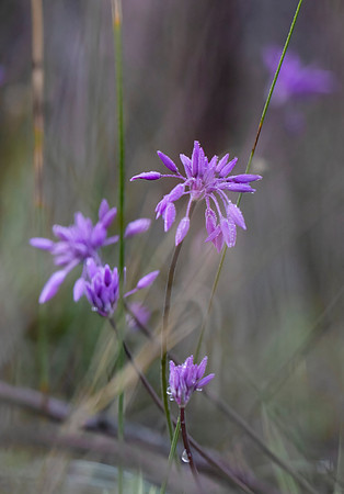 Purple Tassels