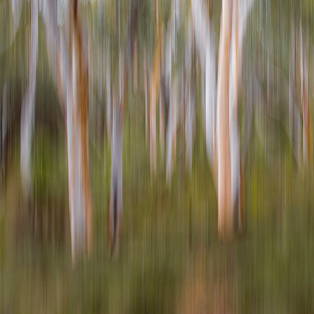 Wandoo Woodland II